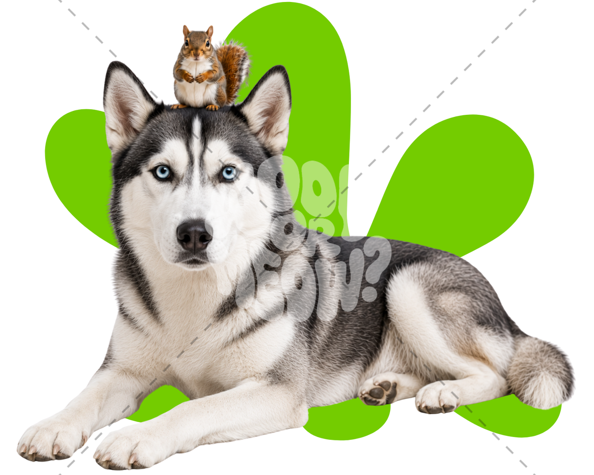 HUSKY WITH A SQUIRREL ON TOP-RINGER T-SHIRT