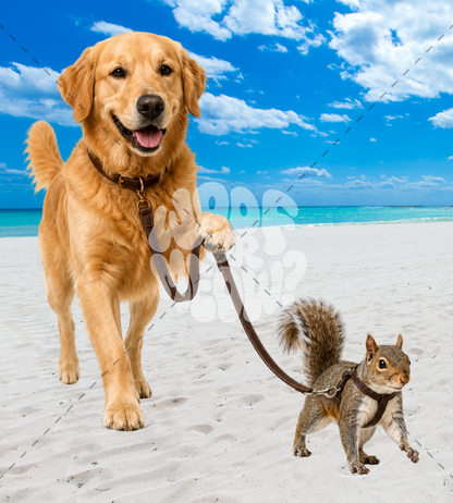 A golden retriever dog wearing a brown collar is on a leash with a small gray squirrel wearing a harness, standing on white sand under a bright blue sky with clouds.